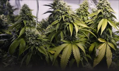 Canada: les malades pourront faire pousser leur propre cannabis