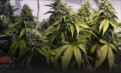 Curepipe : un homme de 32 ans arrêté avec deux kilos de cannabis 