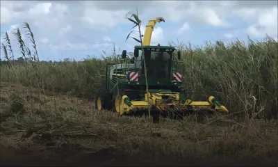 Biocarburant : le «fatak» supplante le charbon dans les chaudières