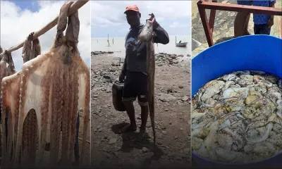 Rodrigues : réouverture de la pêche à l’ourite