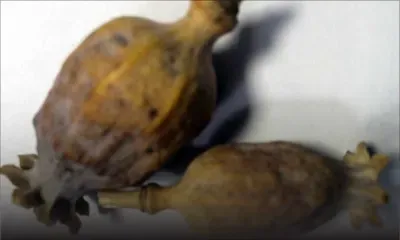 Graines de pavots disponibles sur le Net