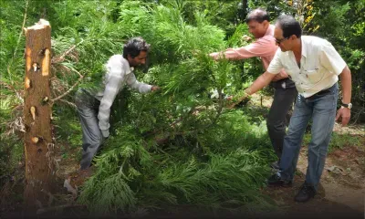 Tout savoir sur la culture des sapins