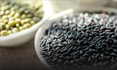 Consommation - Grains secs : une baisse des prix de 10 à 15 % en janvier