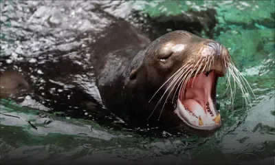 Des nageurs attaqués par des lions de mer dans la baie de San Francisco