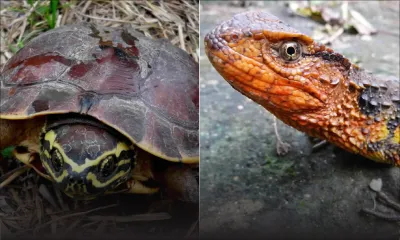 Crocodile lézard et tortue mangeuse d'escargot : deux nouvelles espèces découvertes 