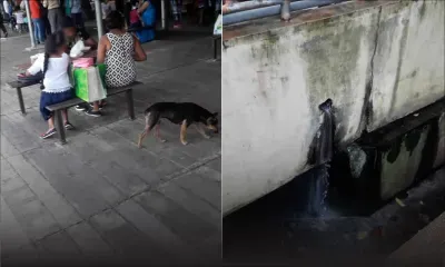 Chiens errants, WC qui débordent…Quand tout va à vau-l’eau au marché de Flacq