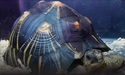 Cela se fait en ligne : protégée à Madagascar, la tortue radiata en vente libre à Maurice 