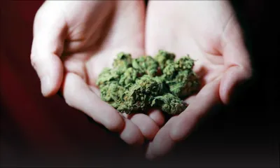 Trafic de cannabis entre La Réunion et Maurice : deux Réunionais et un Mauricien condamnés à la prison