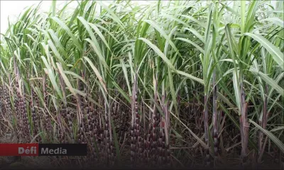 Canne et cultures vivrières : aucun dégât majeur, selon la Chambre d’agriculture