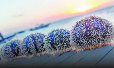 Oursin : la piqûre est   garantie !