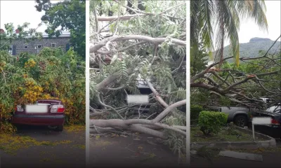 Casernes Centrales : cinq voitures endommagées après une chute d'arbre