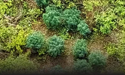 422 plants de gandia déracinés à Midlands et Dubreuil