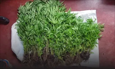 À Saint-Julien : plus de 500 plants de cannabis déracinés 