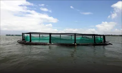  Aquaculture : a sustainable sector?