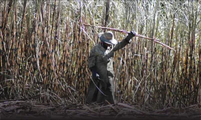 Agro-industrie : recenser les petits planteurs pour les aider à rester dans la canne