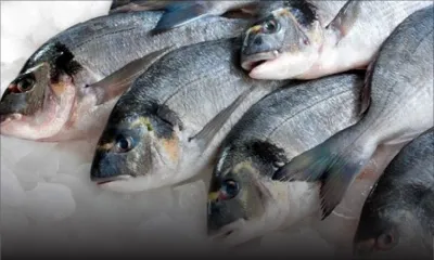 Quelques poissons prélevés dans le Sud-est avaient des traces d’hydrocarbures