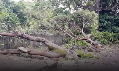 Dans la cour d’une école gouvernementale : on abat des arbres qui procuraient de l’ombre