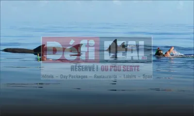 Filao Vacances : à la rencontre des dauphins