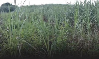 1604 arpents obtenus des sucriers