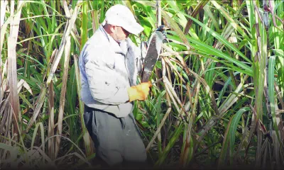 Industrie cannière : la main-d’œuvre un sérieux problème pour la récolte