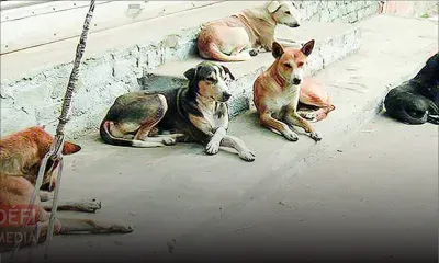 Rivière-du-Rempart : les chiens de ses voisins le rendent de mauvais poil