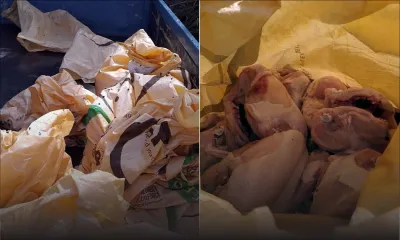 Dubreuil : 217 kilos de poulet avarié saisis par la police