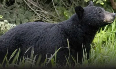 Un adolescent américain tué par un ours durant une course en Alaska