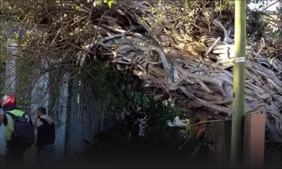 À Gros-Billot, New-Grove : un arbre tombe sur une maison en pleine nuit