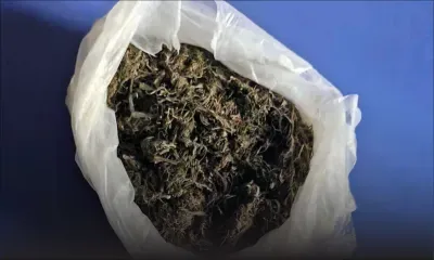 Cache de cannabis à Rivière-Noire : deux suspects se constituent prisonniers