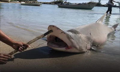 Aquaculture : les requins rôdent-ils dans nos lagons?