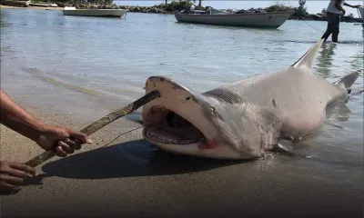S.O.S Requins : un plan pour la conservation de certaines espèces à l’agenda