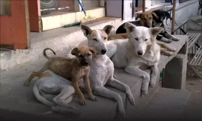NHDC de Beau-Vallon : les escaliers squattés par huit chiennes  