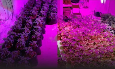 Culture de cannabis ‘indoor’ à Chamouny : des plants de cannabis valant Rs 1 M découverts dans un sous-sol