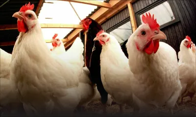 Salmonellose : les petits élevages affectés ne pourront reprendre leurs activités avant 3 mois