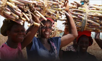 Sucre : la manne africaine