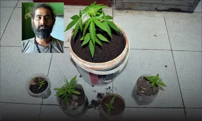 À Chebel : il cultivait du cannabis dans sa cabane