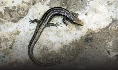 Conséquence du MV Wakashio : trois espèces de reptiles en danger d’extinction