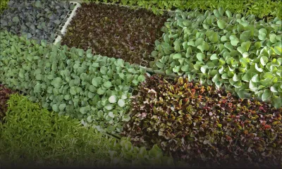 Production et consommation : Maurice peut-il être autosuffisant en produits agricoles ?