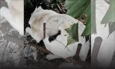 Maltraitance animale : un chien piégé dans une trappe artisanale 