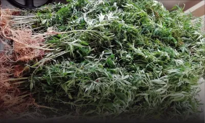 En 24 heures : saisie de Rs 414 540 de cannabis