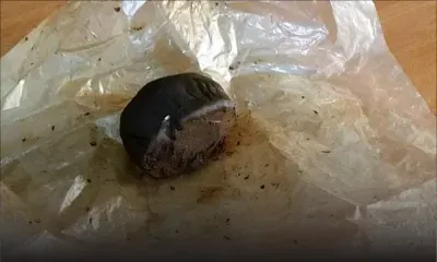 Roche-Bois : du haschich valant Rs 2,2 M saisi dans le réfrigérateur d’un éleveur de porcs