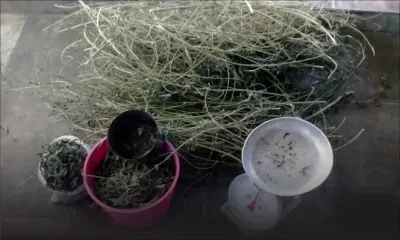 À Petit-Raffray : Rs 700 000 de gandia saisies chez Takeshwar Busgeet 