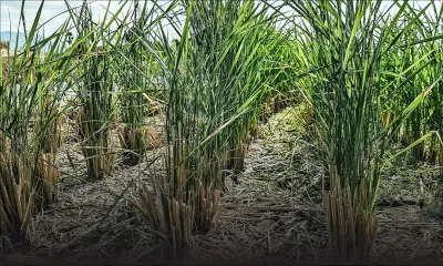 Services de sécurité à la MCIA : L’IRP ordonne une nouvelle évaluation d’un contrat de Rs 30 millions