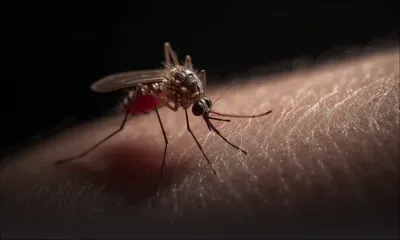Santé : un cinquième cas de chikungunya recensé