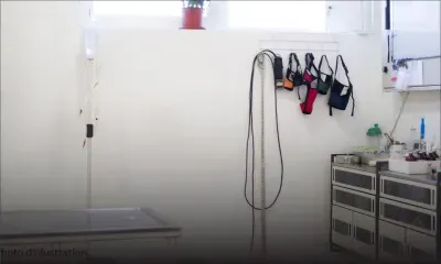 Clinique vétérinaire à Coromandel : descente des autorités et plusieurs contraventions dressées 