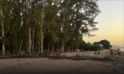 Flic-en-Flac : un filao s'effondre sur la plage