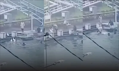 Grand-Bassin : des images du retrait de canards circulent sur les réseaux sociaux