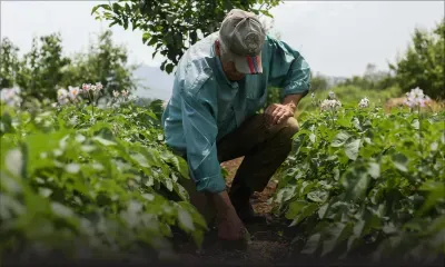 Pénurie de main-d’œuvre : un premier contingent de 1 000 travailleurs étrangers attendu pour le secteur agricole