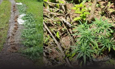 Opération policière : 158 plants de cannabis déracinés