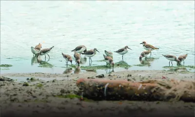 Les oiseaux marins de Maurice, sentinelles d’un océan en péril